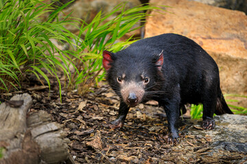 Tasmanian devil, Sarcophilus harrisii, in bush. Australian masupial walking in grass and bracken,...