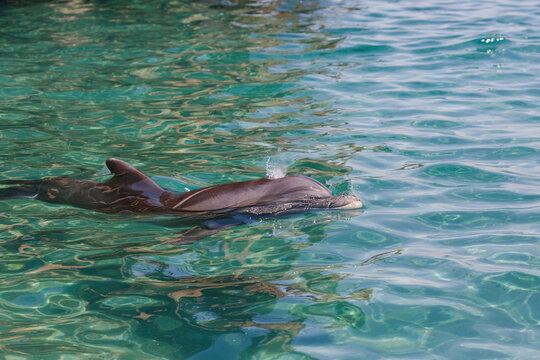 a dolphin swimming in clear turquoise waters. The dolphin's smooth and shiny skin is illuminated by natural light. Its dorsal fin protrudes from the water showcasing and breaks the water as it plays