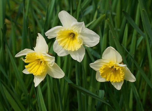 daffodils in the garden,narzissen im garten