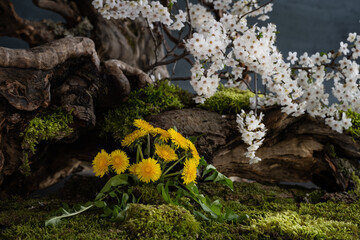 Flower composition. Branch of a blossoming plum. Spring flowers. Flowering plants.