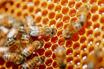 bee produces honey in the hive, hexagonal cells, organic honey - obrazy, fototapety, plakaty