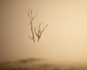 Solitary dead tree in mist on forest ground.