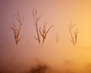 Five dead trees in mist on forest ground during sunrise.