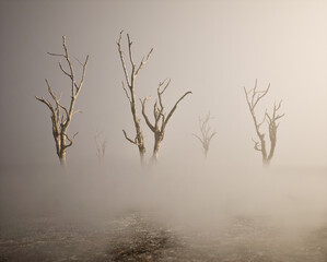 Five dead trees in mist on forest ground.