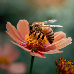 꿀벌과 꽃