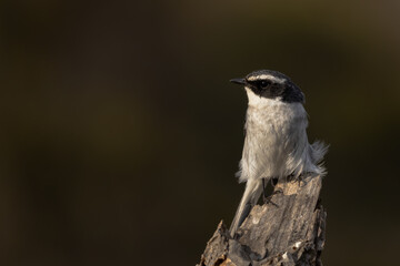 black backed shrike
