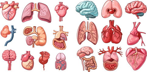 Internal organs illustration set