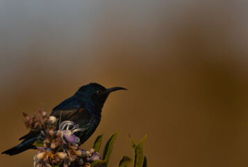bird on a branch
