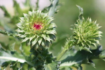 A  large thistle stem with bud about to open along a railroad track for a new commuter line. This one has grown to a height of nearly 5-feet already. 