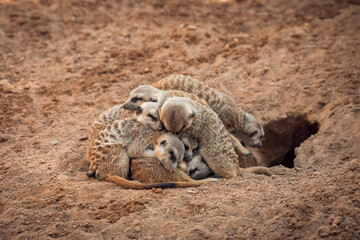 Group of meerkats hugging while sleeping