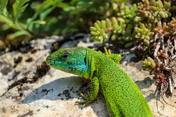 lezard