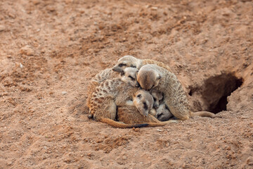 Group of meerkats hugging while sleeping
