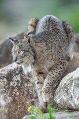 Naklejka na ściany i meble Iberian lynx
