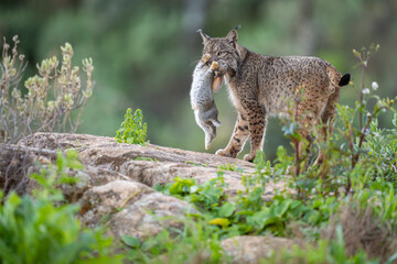 Iberian lynx with caught rabbit