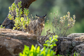 Iberian lynx