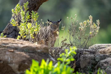Fotobehang Iberian lynx © Staffan Widstrand