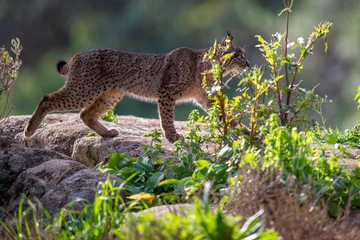 Cercles muraux Lynx Iberian lynx