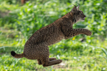 Iberian lynx jump © Staffan Widstrand