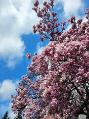 Pink magnolia tree flowers blossom in spring