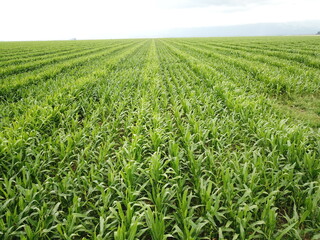 Fototapeta na wymiar Corn cultivation in northwestern Argentina