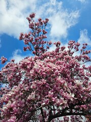 Pink magnolia tree flowers blossom in spring