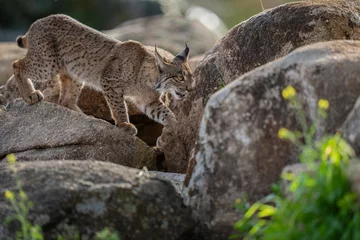 Zelfklevend Fotobehang Iberian lynx © Staffan Widstrand