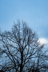 Sun peeping through leafless tree with overcast sky
