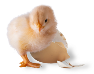 Shadow behind a chick and broken egg