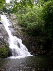 Obraz premium waterfall in the woods