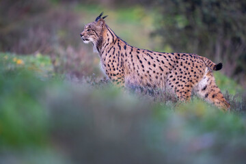 Iberian lynx