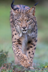 Naklejka na ściany i meble Iberian lynx close up portrait