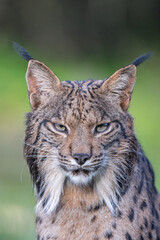 Iberian lynx close up portrait