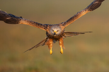 Red kite