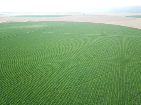 Corn cultivation in northwestern Argentina