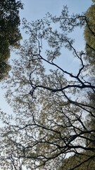 trees and sky