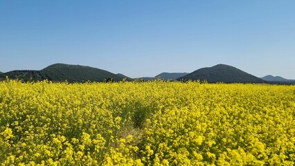 field of rapeseed