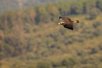 Spanish Imperial eagle
