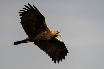 Spanish Imperial eagle
