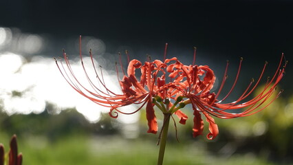 Lycoris