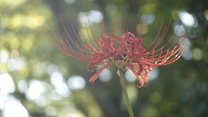 Lycoris