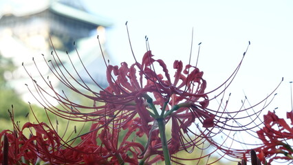 Lycoris