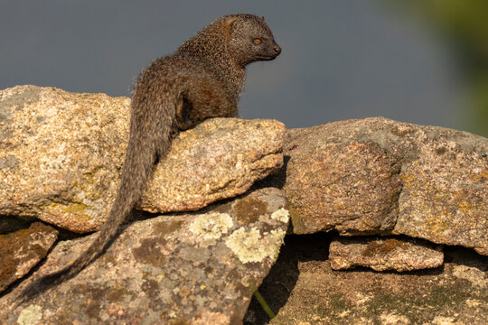 Egyptian mongoose