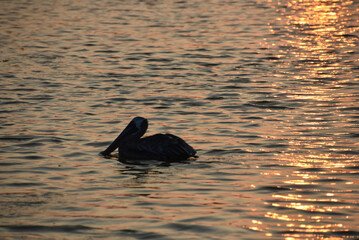Silhouetted Pelican on the Ocean at Dawn