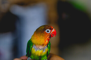 birds with very beautiful colors called lovebirds 