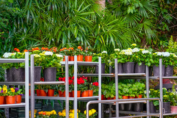 Multi-colored begonias, hydrangeas, pelargoniums, violas, pansies flowers in pots for sale. Flowers on racks near greenhouse garden center. Growing seedlings of plants. Flowering plants.