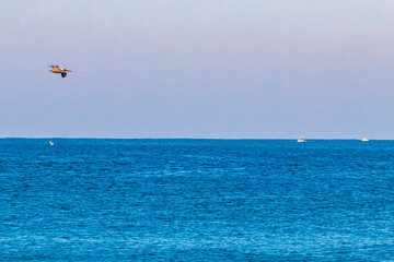 Beautiful pelican bird pelicans birds flying over the sea Mexico.