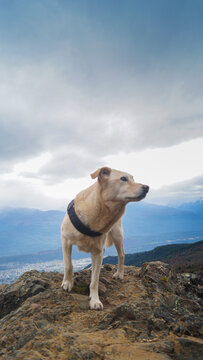 Perro en la montaña