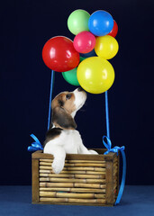 Cute funny beagle puppy in a basket with balloons