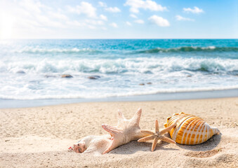 Fototapeta na wymiar Seashells and starfish on sandy beach with sea background