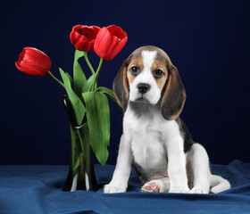Cute little beagle puppy with red tulips